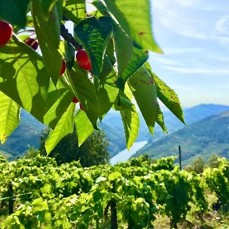 Douro Modern & River Vineyard Views Casal de Loivos